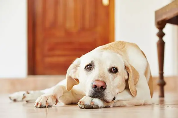 Understanding Dog Anxiety: Signs, Causes, and Solutions