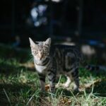 When Do Kittens Start Walking? Here Are the Steps, From Crawling to Scampering