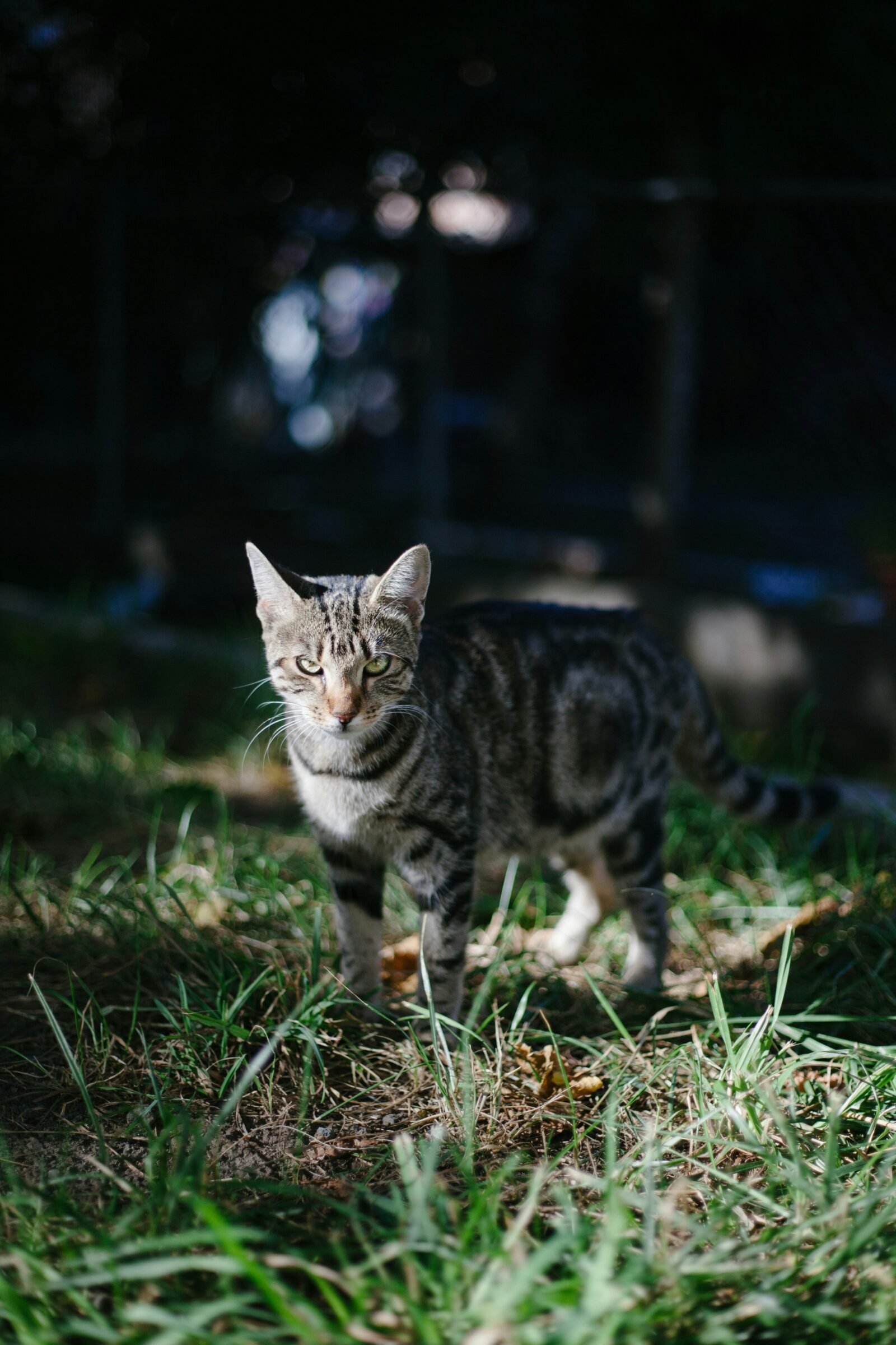 When Do Kittens Start Walking? Here Are the Steps, From Crawling to Scampering