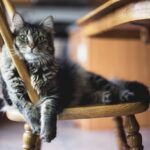 Understanding Your Cat’s Body Language: Decode Your Feline’s Signals