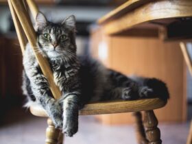 Understanding Your Cat’s Body Language: Decode Your Feline’s Signals