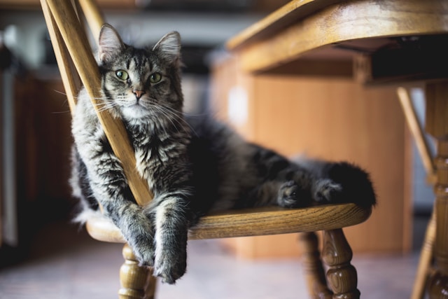 Understanding Your Cat’s Body Language: Decode Your Feline’s Signals