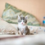 First-Year Kitten Vaccination Schedule Chart to Follow