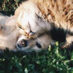 Training Your Dog and Cat to Coexist Peacefully: A Comprehensive Guide for a Harmonious Home