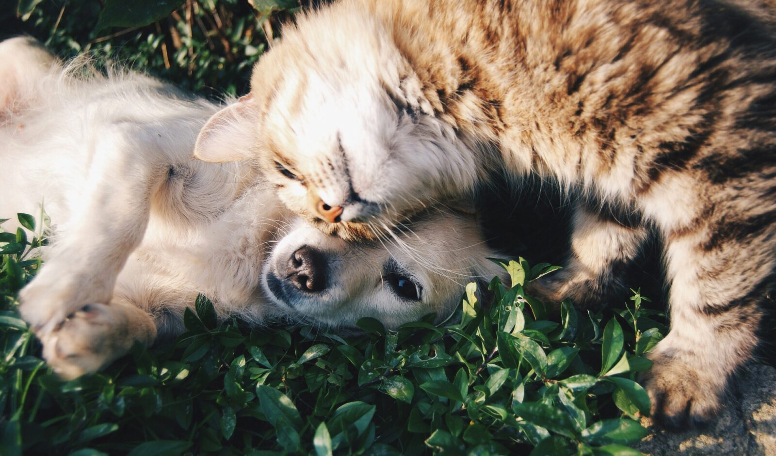 Training Your Dog and Cat to Coexist Peacefully: A Comprehensive Guide for a Harmonious Home