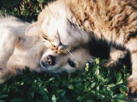 Training Your Dog and Cat to Coexist Peacefully: A Comprehensive Guide for a Harmonious Home