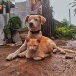 How to Train Your Dog to Be Calm Around Cats: A Step-by-Step Guide