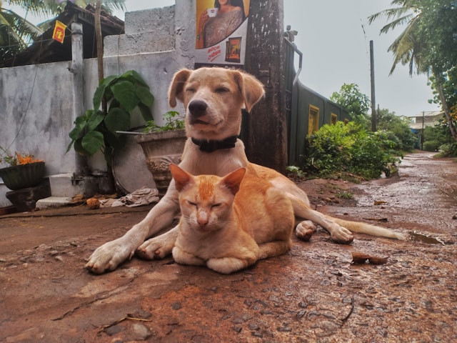 How to Train Your Dog to Be Calm Around Cats: A Step-by-Step Guide