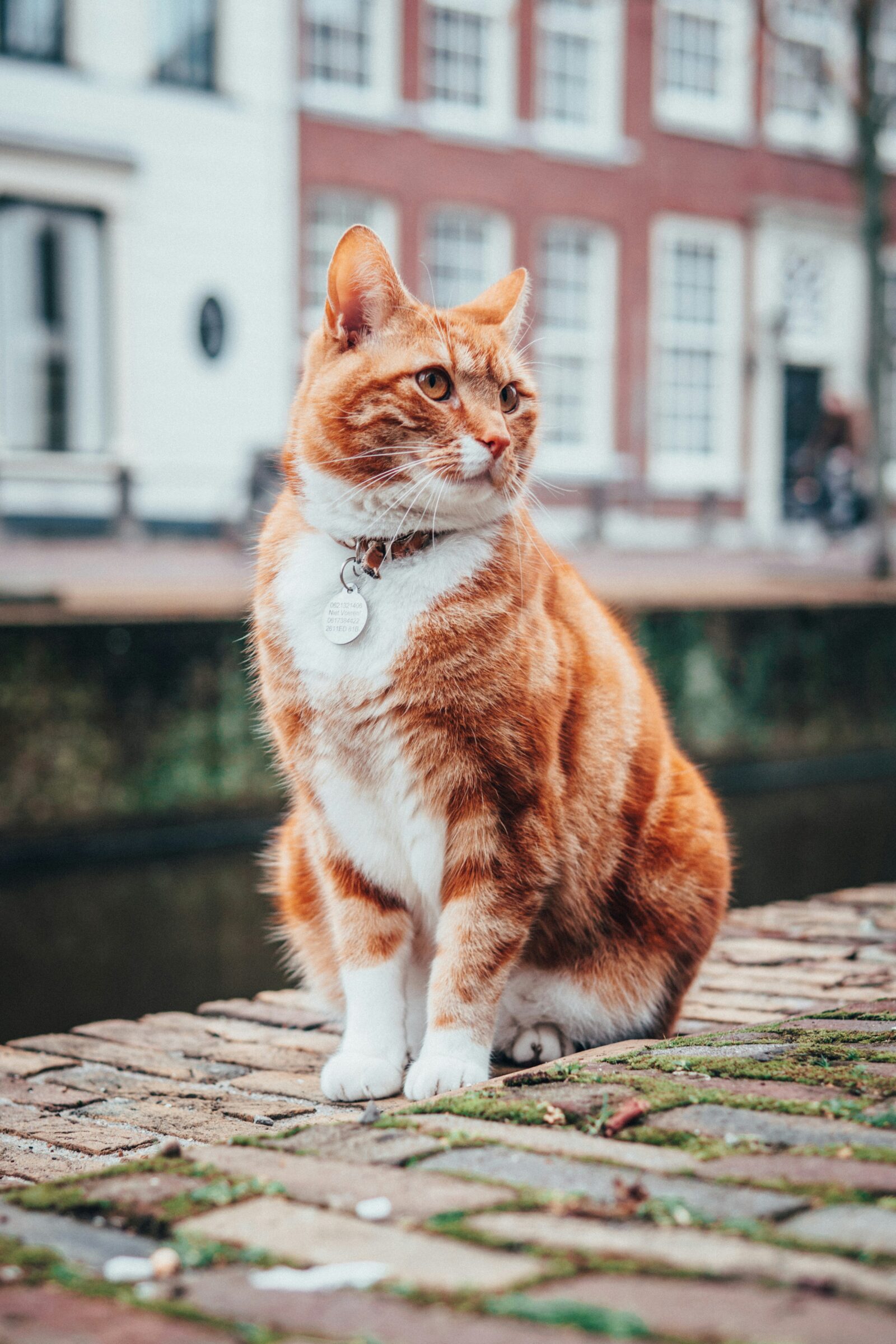 The Best Cat Breeds for First-Time Owners