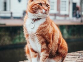 The Best Cat Breeds for First-Time Owners