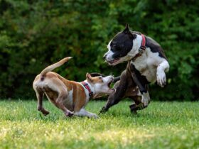 managing-dog-aggression-strategies