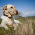 Dog Breeders Labrador - A Comprehensive Guide