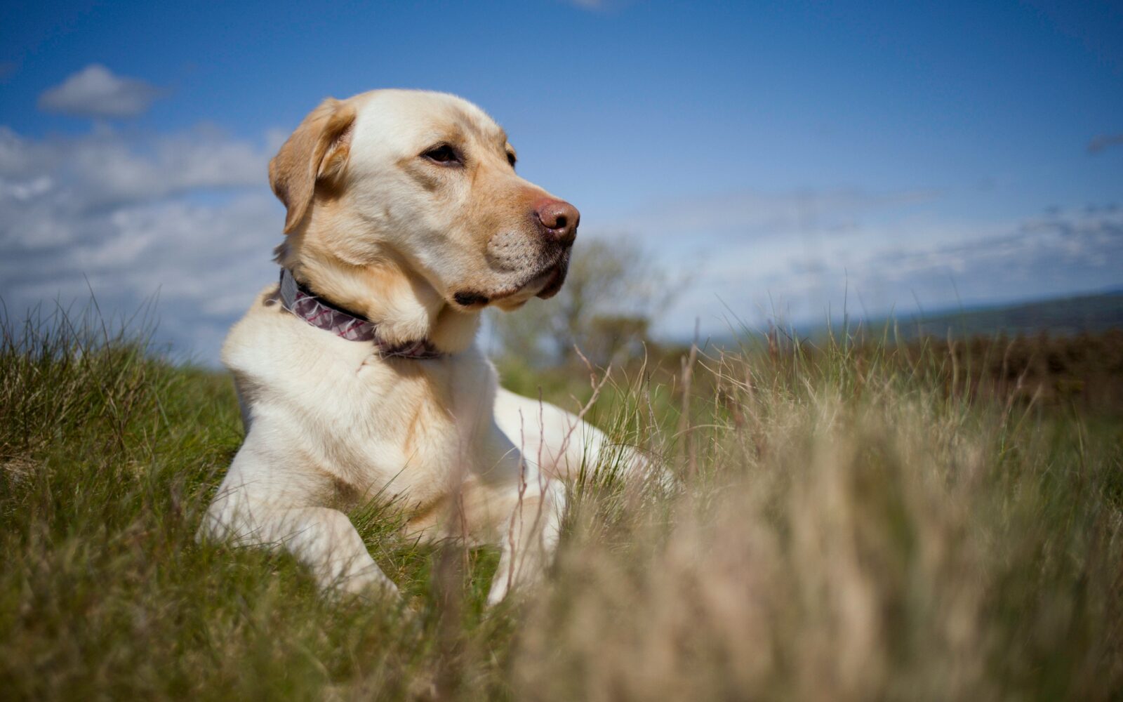 Dog Breeders Labrador - A Comprehensive Guide