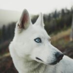 Siberian Husky Puppy: Care, Training, and Everything You Need to Know