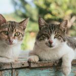 How to Create the Perfect Cat-Friendly Home