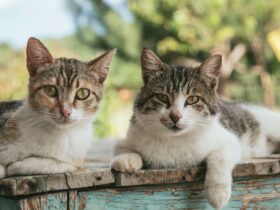 How to Create the Perfect Cat-Friendly Home