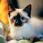 When Do Kittens' Eyes Change Color?