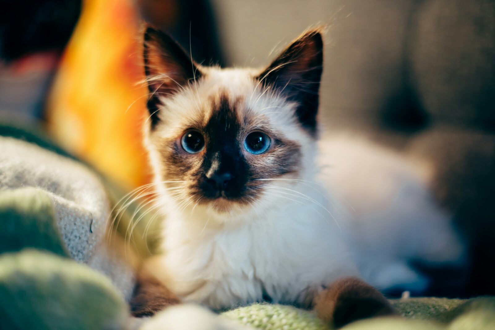 When Do Kittens' Eyes Change Color?