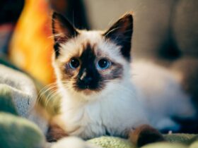 When Do Kittens' Eyes Change Color?