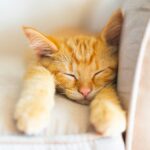 Dealing With Pet Allergies: Top Tips for a Cleaner Home