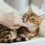 The Ultimate Guide to Pet Adoption: Tips, Advice, and Essential Information