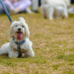 The Reality of Puppy Mills: Understanding Pet Shops and Fake Breeders