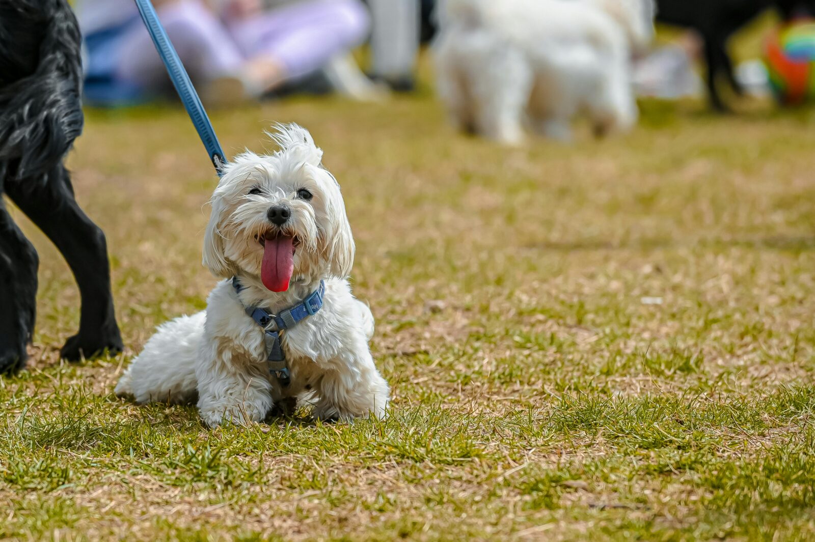 The Reality of Puppy Mills: Understanding Pet Shops and Fake Breeders