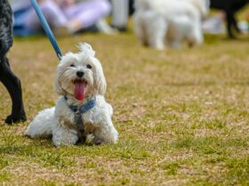 The Reality of Puppy Mills: Understanding Pet Shops and Fake Breeders