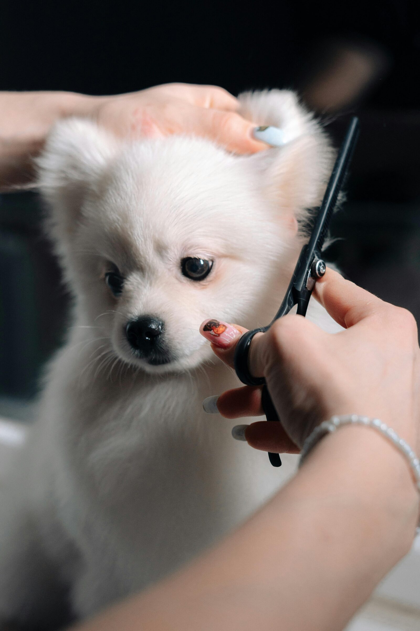 The Do's and Don'ts of Summer Dog Grooming, According to a Pro