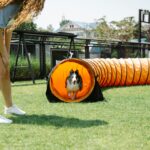 The Benefits of Dog Agility Training (and How to Get Started)