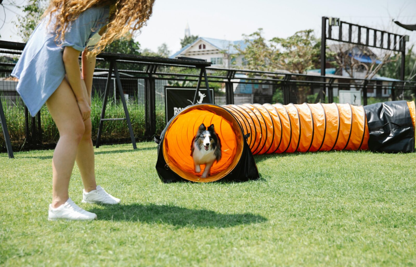 The Benefits of Dog Agility Training (and How to Get Started)