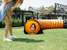 The Benefits of Dog Agility Training (and How to Get Started)