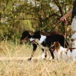 How Often Do You Walk Your Dog? See If You're Walking Your Pup Enough