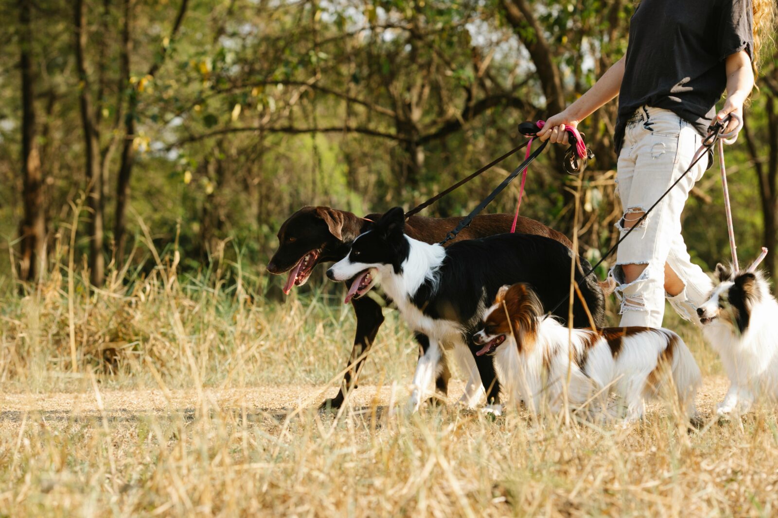 How Often Do You Walk Your Dog? See If You're Walking Your Pup Enough