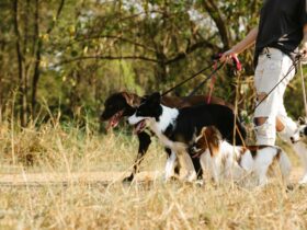 How Often Do You Walk Your Dog? See If You're Walking Your Pup Enough