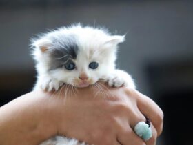 Fading Kitten Syndrome: How To Spot the Symptoms