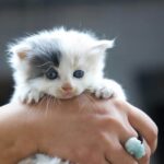 Fading Kitten Syndrome: How To Spot the Symptoms