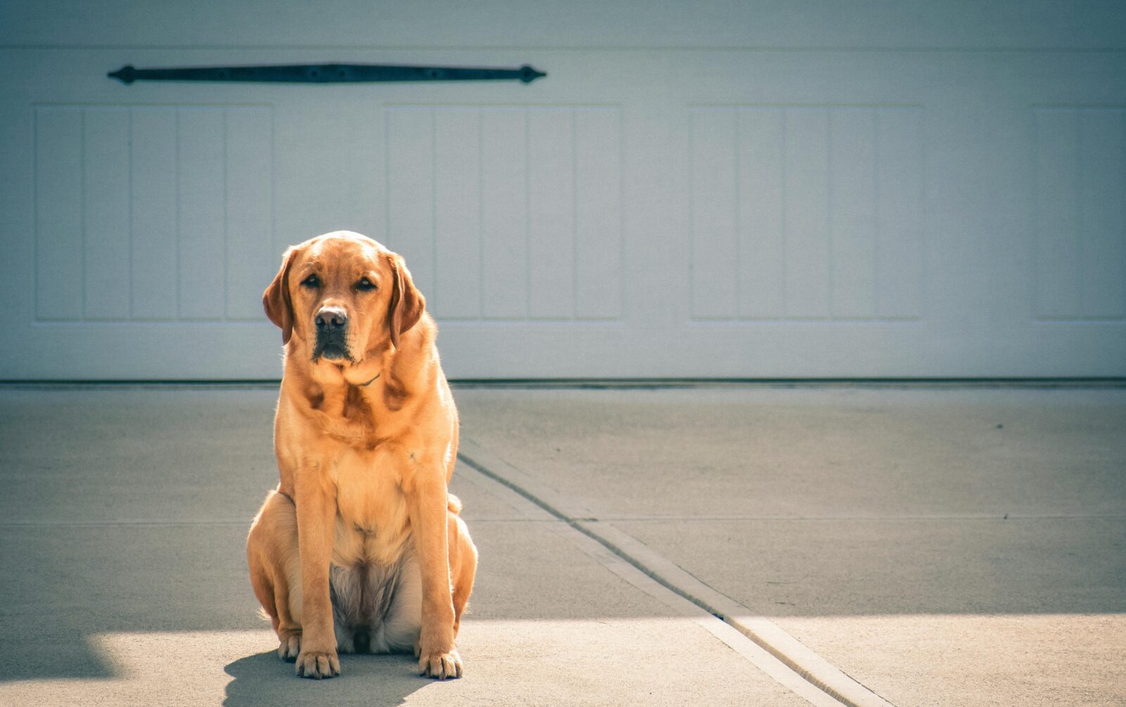 labrador retriever dog price