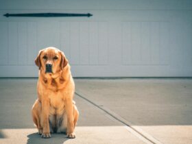 labrador retriever dog price