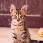 New Kitten Checklist: 13 Essential Supplies You Need at Home