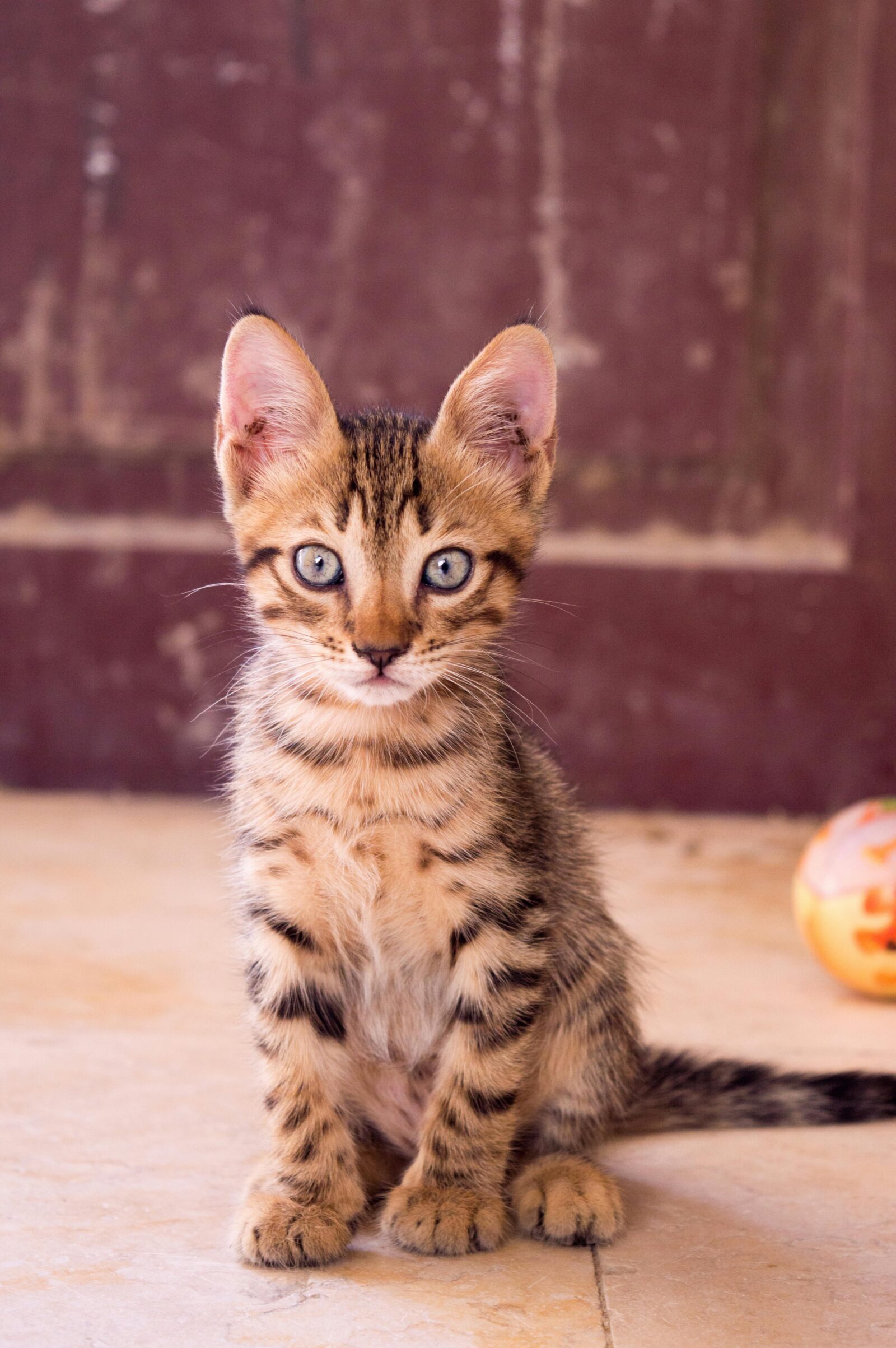 New Kitten Checklist: 13 Essential Supplies You Need at Home