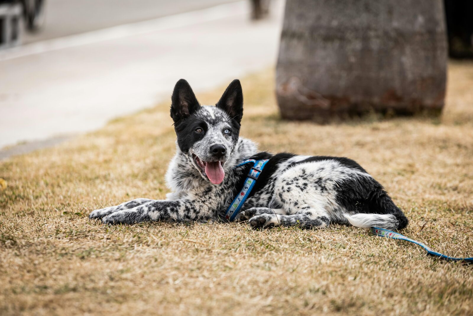 9 Fun Ways to Exercise Your Dog (and Spend Some Quality Time Together)