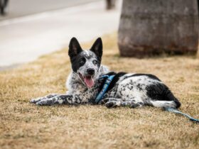 9 Fun Ways to Exercise Your Dog (and Spend Some Quality Time Together)