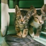 Kitten Season: It's the Best Time to Adopt As Your Shelter Takes in Litters of Newborn Cats