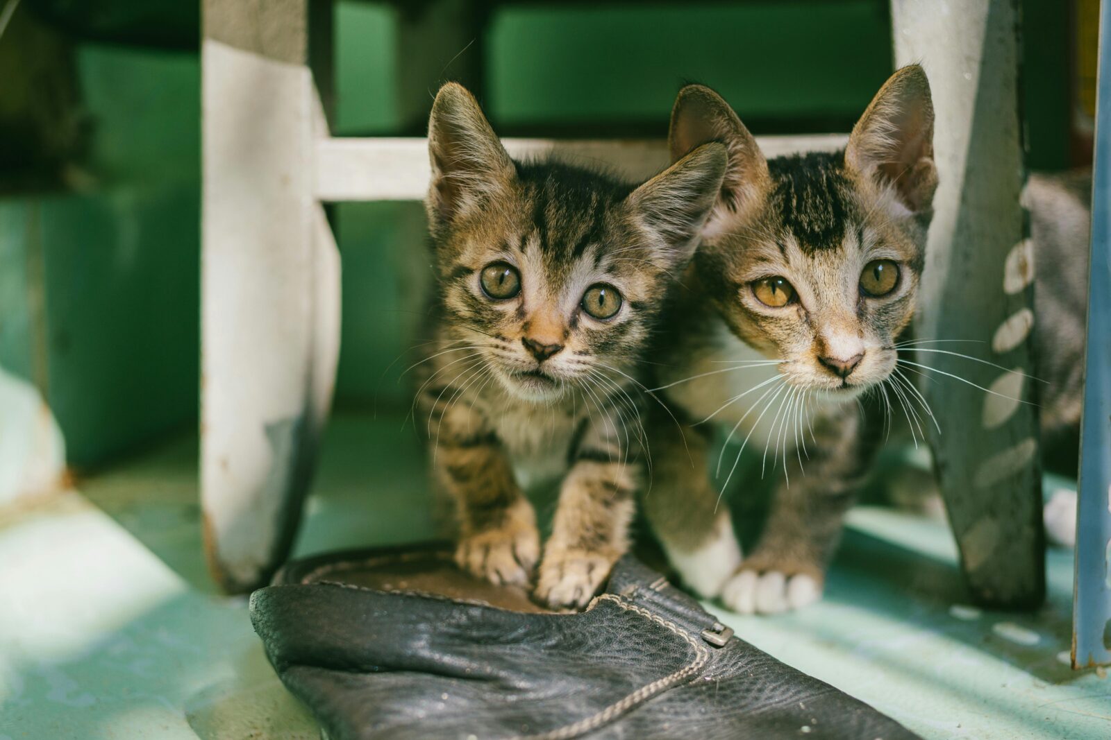 Kitten Season: It's the Best Time to Adopt As Your Shelter Takes in Litters of Newborn Cats