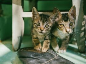 Kitten Season: It's the Best Time to Adopt As Your Shelter Takes in Litters of Newborn Cats