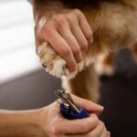 Pro Tips on Trimming Your Dog's Nails at Home