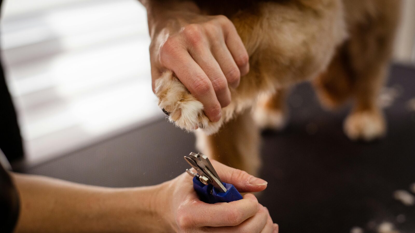 Pro Tips on Trimming Your Dog's Nails at Home