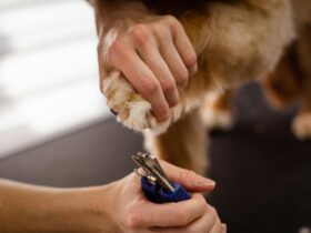 Pro Tips on Trimming Your Dog's Nails at Home