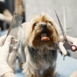 5 of the Most Adorable Goldendoodle Haircuts